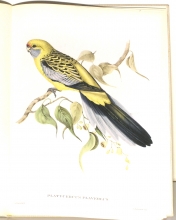 Exotische Vogel 08/24